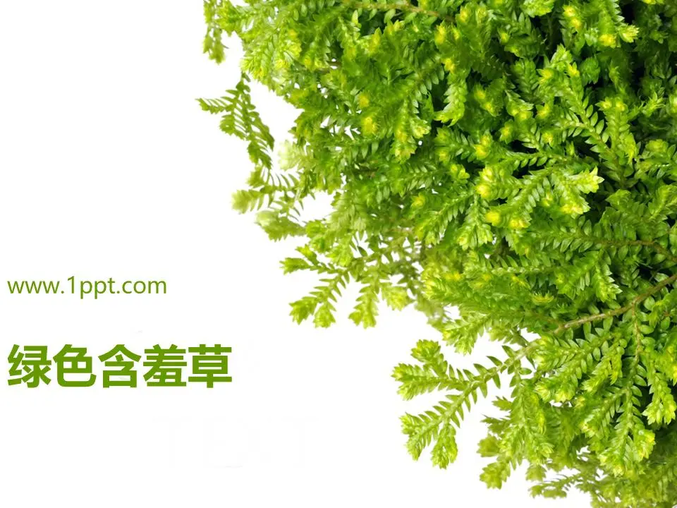 含羞草背景PPT模板