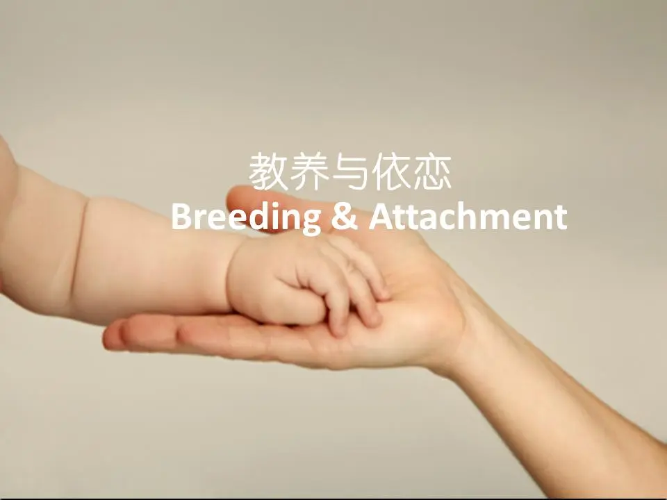 婴儿养育和依恋PPT幻灯片