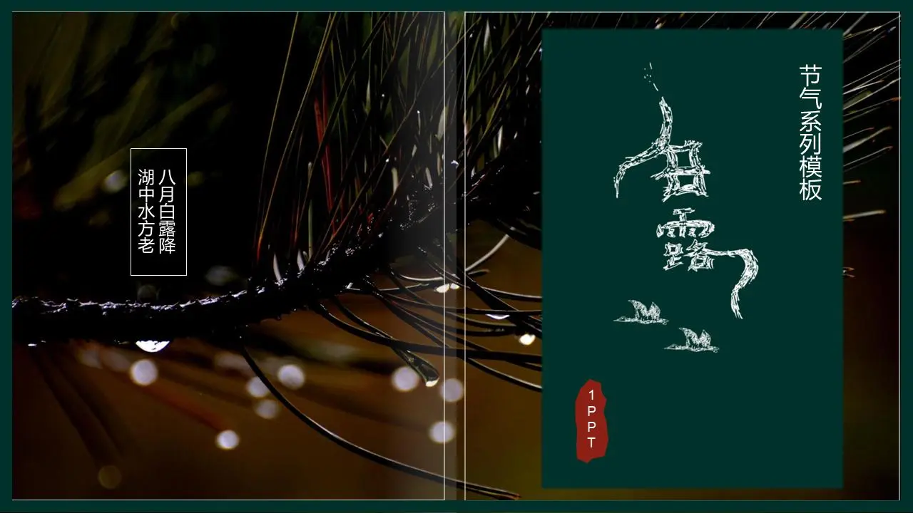 画风白露PPT模板，松针上的露水背景