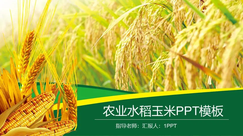 水稻小麥玉米背景農產品PPT模板